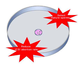 Hyaluronsäure-Samenzellen-Auswahl-Teller für ICSI IVF verringern Schwangerschafts-Verlust-Rate